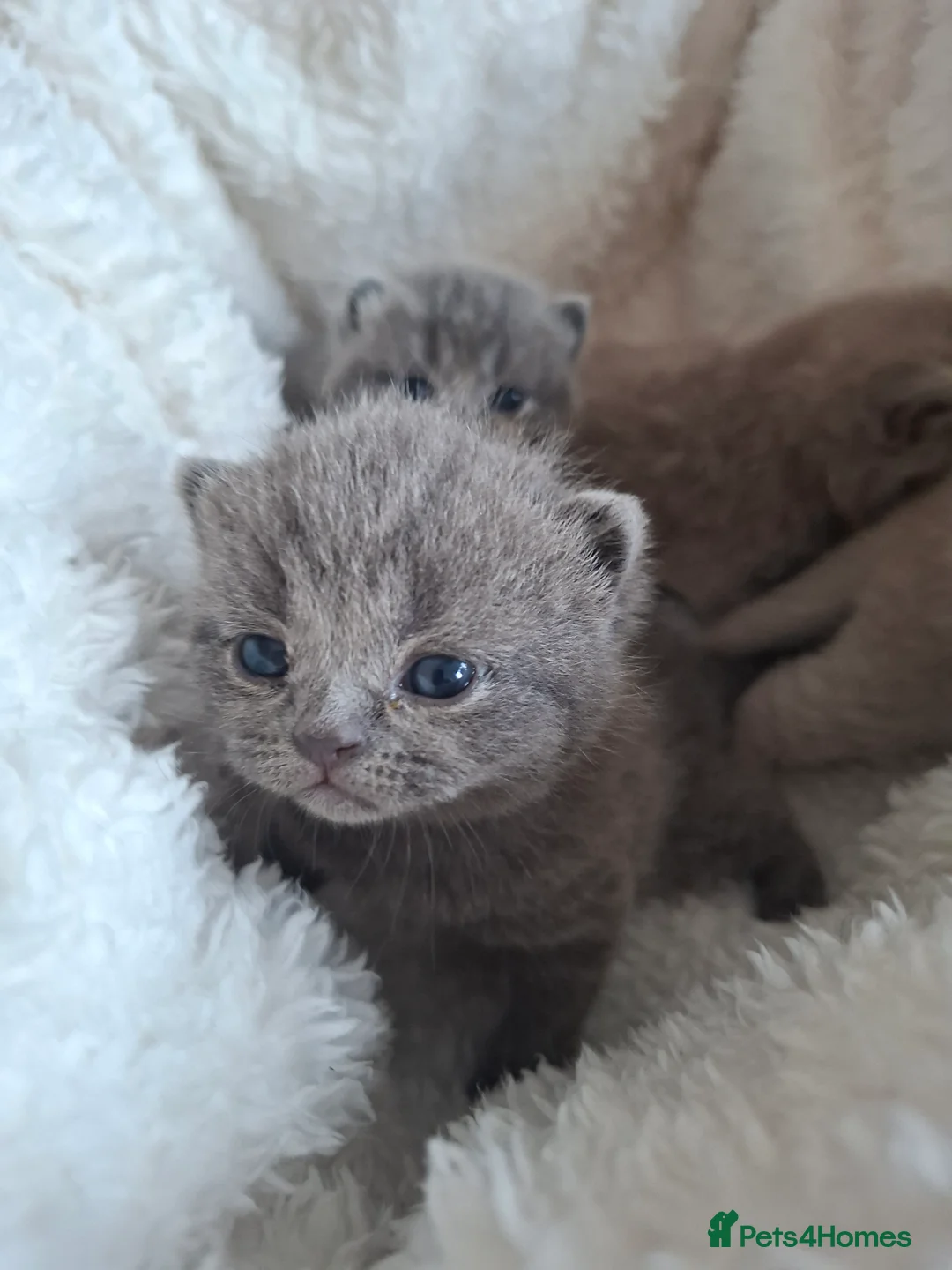 British Shorthair cats for sale: Only 1 blue boy & 1 blue girl available to reserve - Advert 14