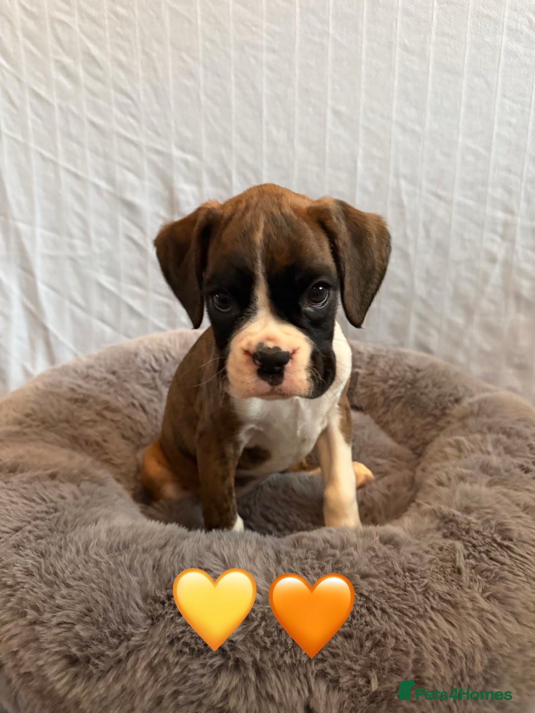 Boxer dogs for sale: 5 KC Reg Brindle Boxer Puppies. - Advert 8