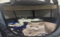 Brazilian Shorthair cats for sale: BSH Kittens for Sale! - Image 8