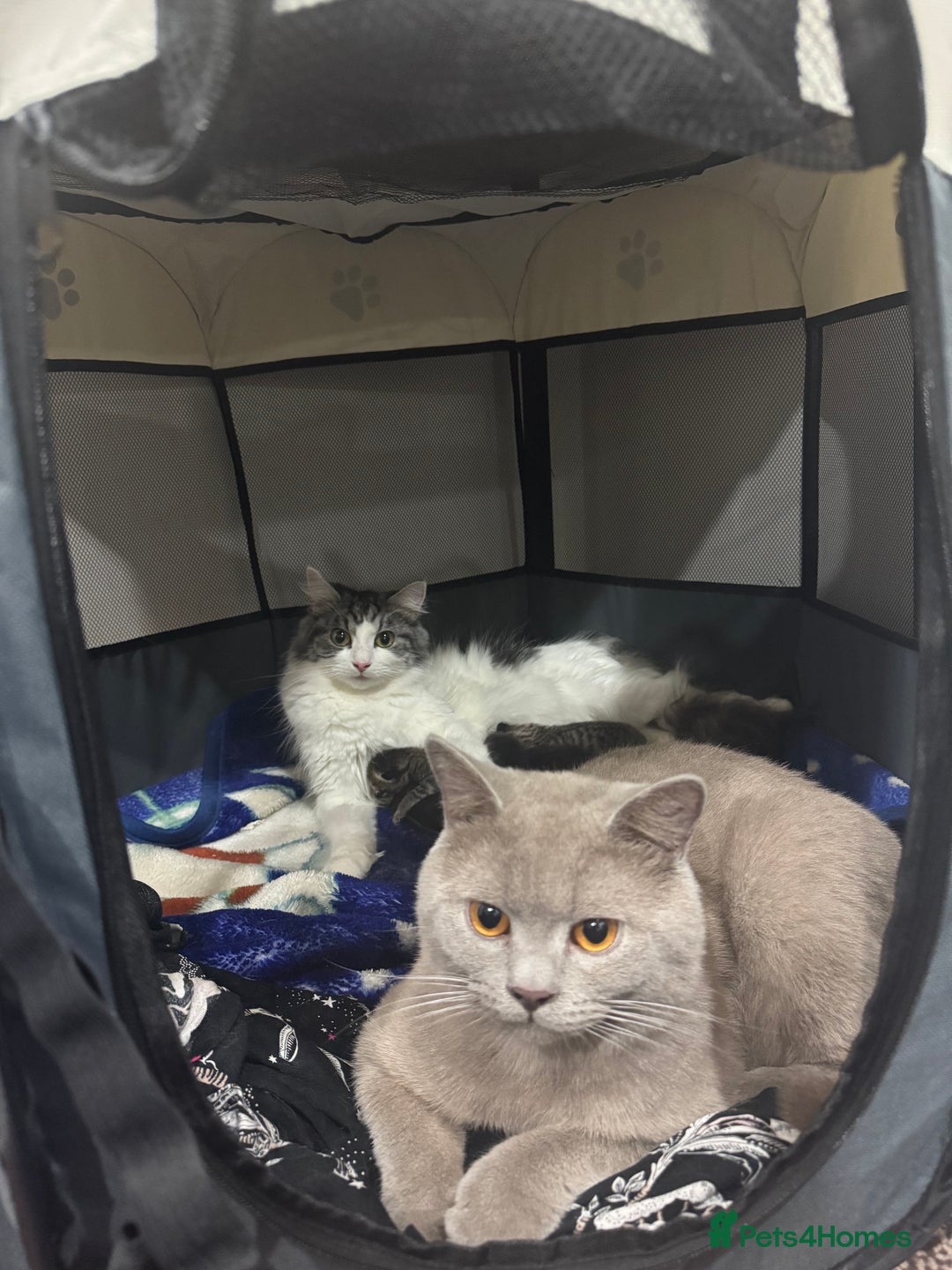 Brazilian Shorthair cats for sale: BSH Kittens for Sale! - Image 8