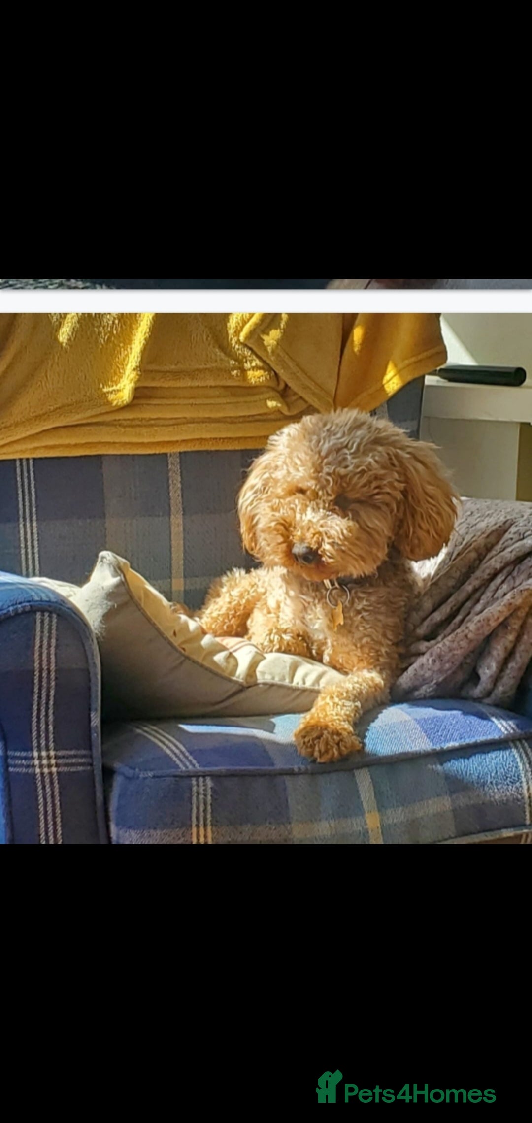 Cockapoo dogs for sale: Two coloured stunning Cockapoos available - Image 8