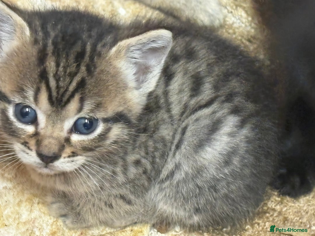 Mixed Breed cats for sale: Bombay x Bengal kittens  - Image 1