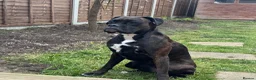 Boxer dogs for sale: Female boxer - Advert 3