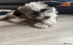Chinese Crested dogs for sale: last powderpuff chinese crested trio colour   - Image 8