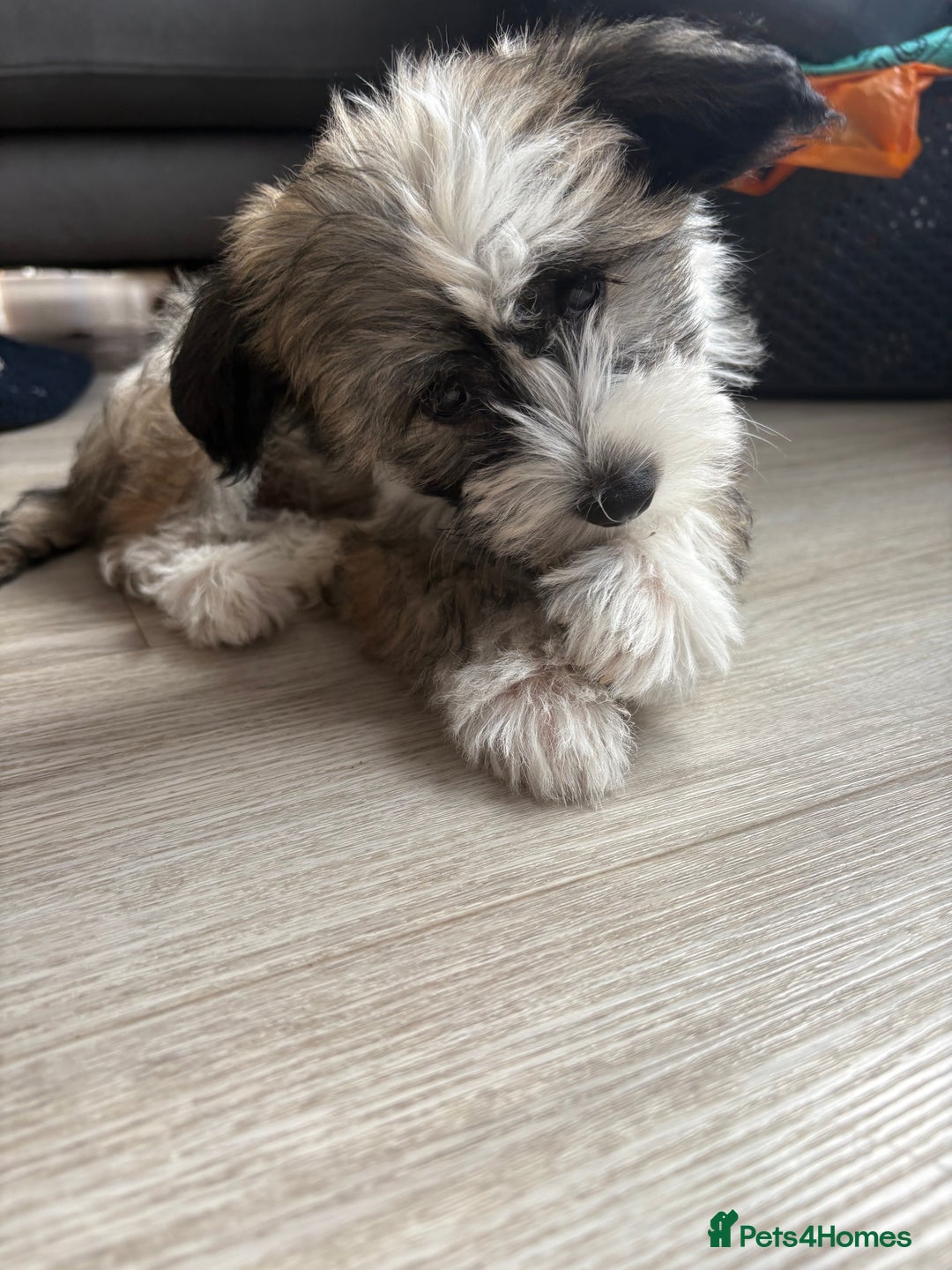 Chinese Crested dogs for sale: last powderpuff chinese crested trio colour   - Image 8