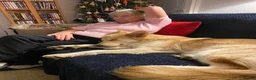 Mixed Breed dogs for stud: Looking for stud dog in Melksham - Advert 2