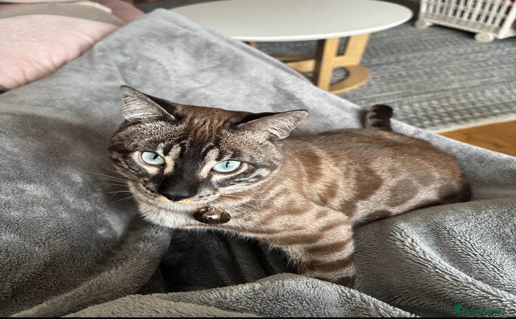 Bengal cats 2 pure bengals HOME needed NOW‼️  - Advert 2