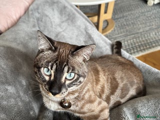 Bengal cats 2 pure bengals HOME needed NOW‼️ - Advert 3