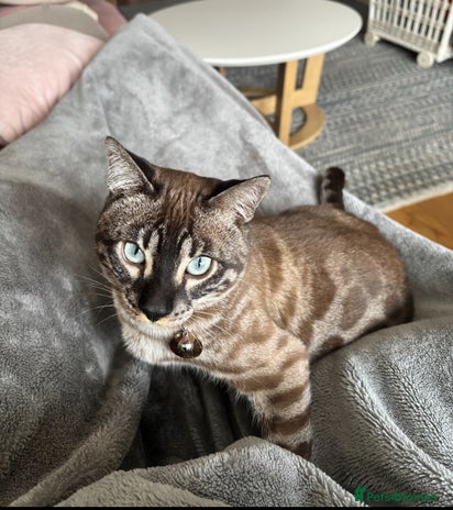 Bengal cats 2 pure bengals HOME needed NOW‼️ - Advert 2