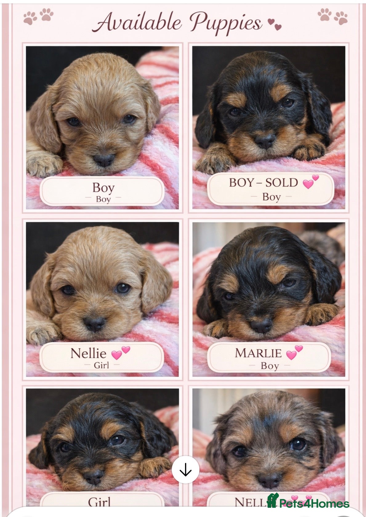 Mixed Breed dogs Cavapoo Puppies  - Advert 1