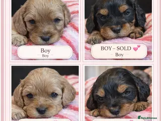 Mixed Breed dogs Cavapoo Puppies - Advert 1