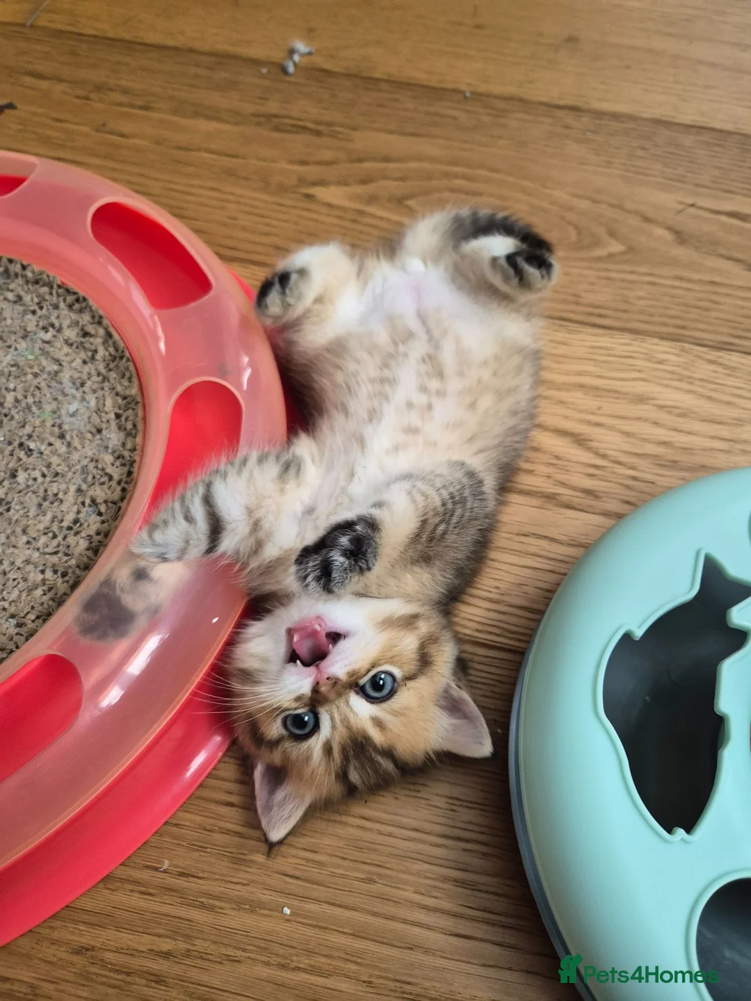 British Shorthair cats for sale: Golden British babies - Advert 1