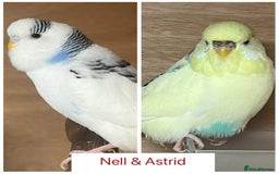 Budgerigars birds for sale: Hand Tame Budgie Chicks Ready early December  - Image 4