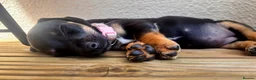 Jackshund dogs for sale: Daxijax/Jackshund/Dachshund/Jack - READY TO GO - Advert 1
