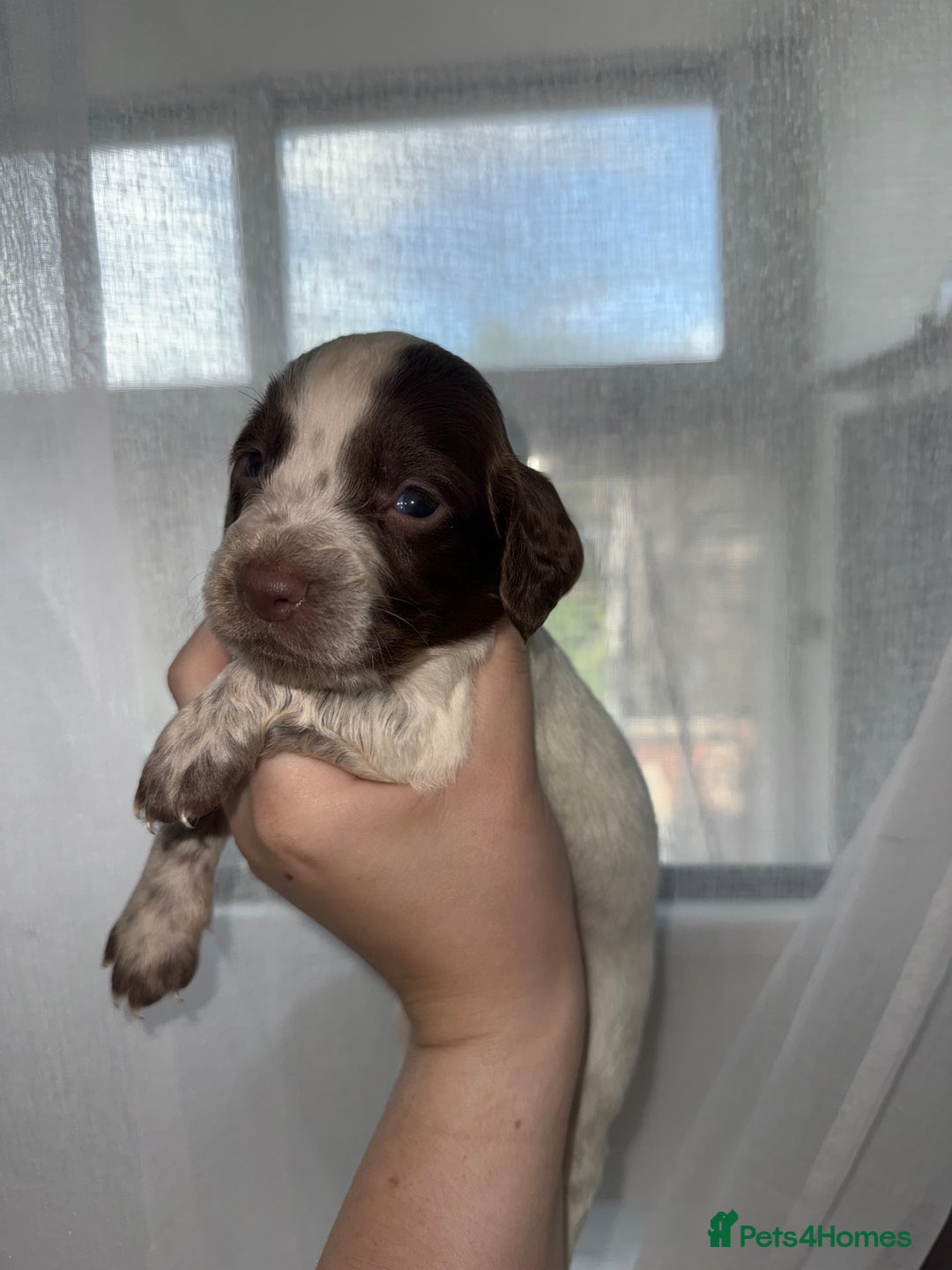 Cocker Spaniel dogs for sale: 6 Adorable cocker spaniels for sale 🩷 - Image 2