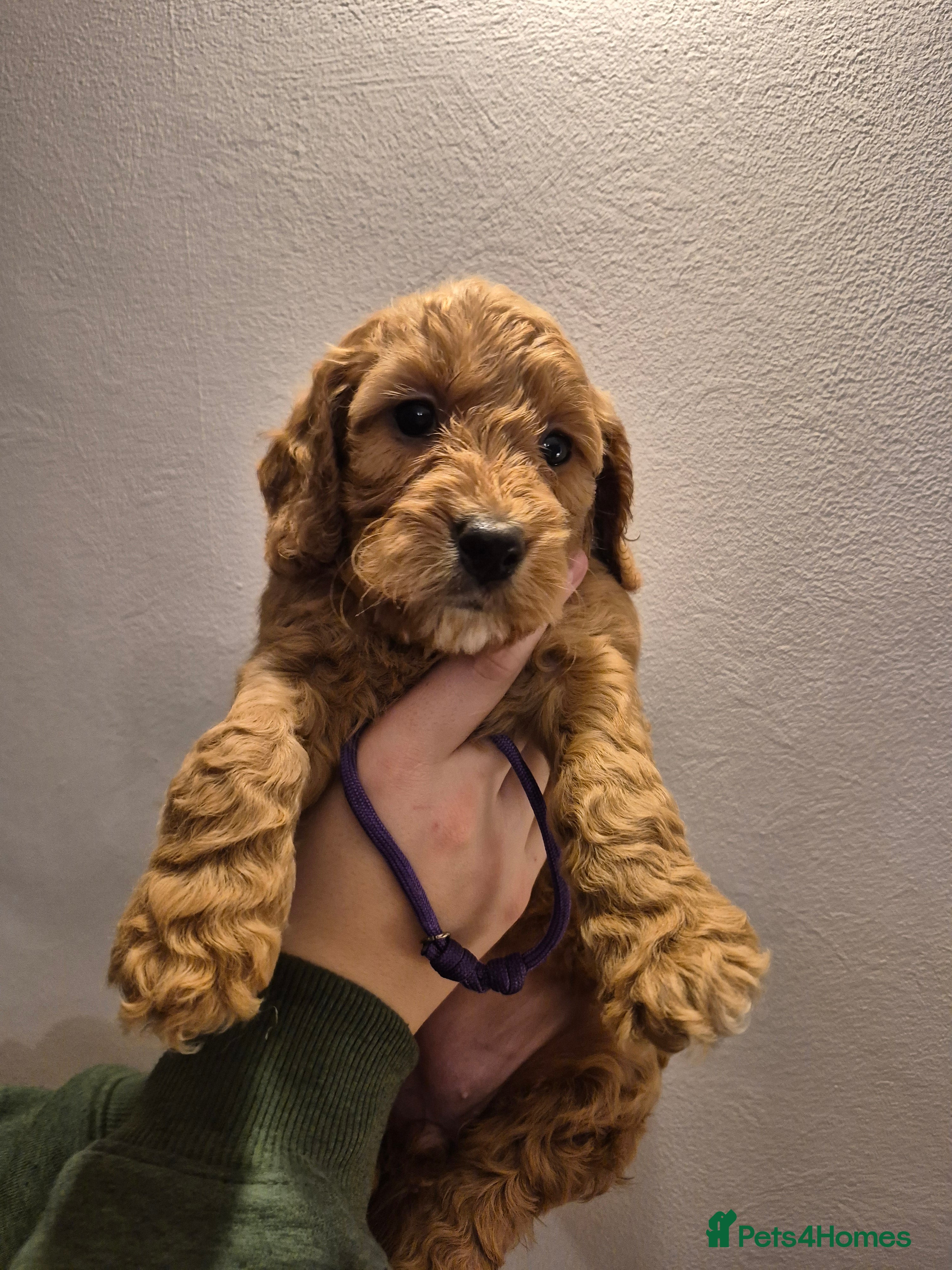 Cockapoo dogs F1 Cockapoo puppys - Advert 6