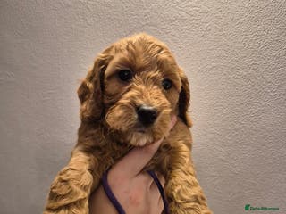 Cockapoo dogs F1 Cockapoo puppys - Advert 6