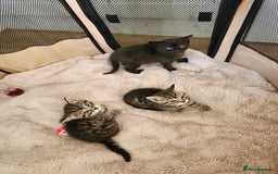 Domestic Shorthair cats for sale: 3 kittens for sale - Advert 6