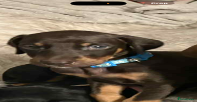 Mixed Breed dogs Lurcher Saluki x Doberman - Advert 13