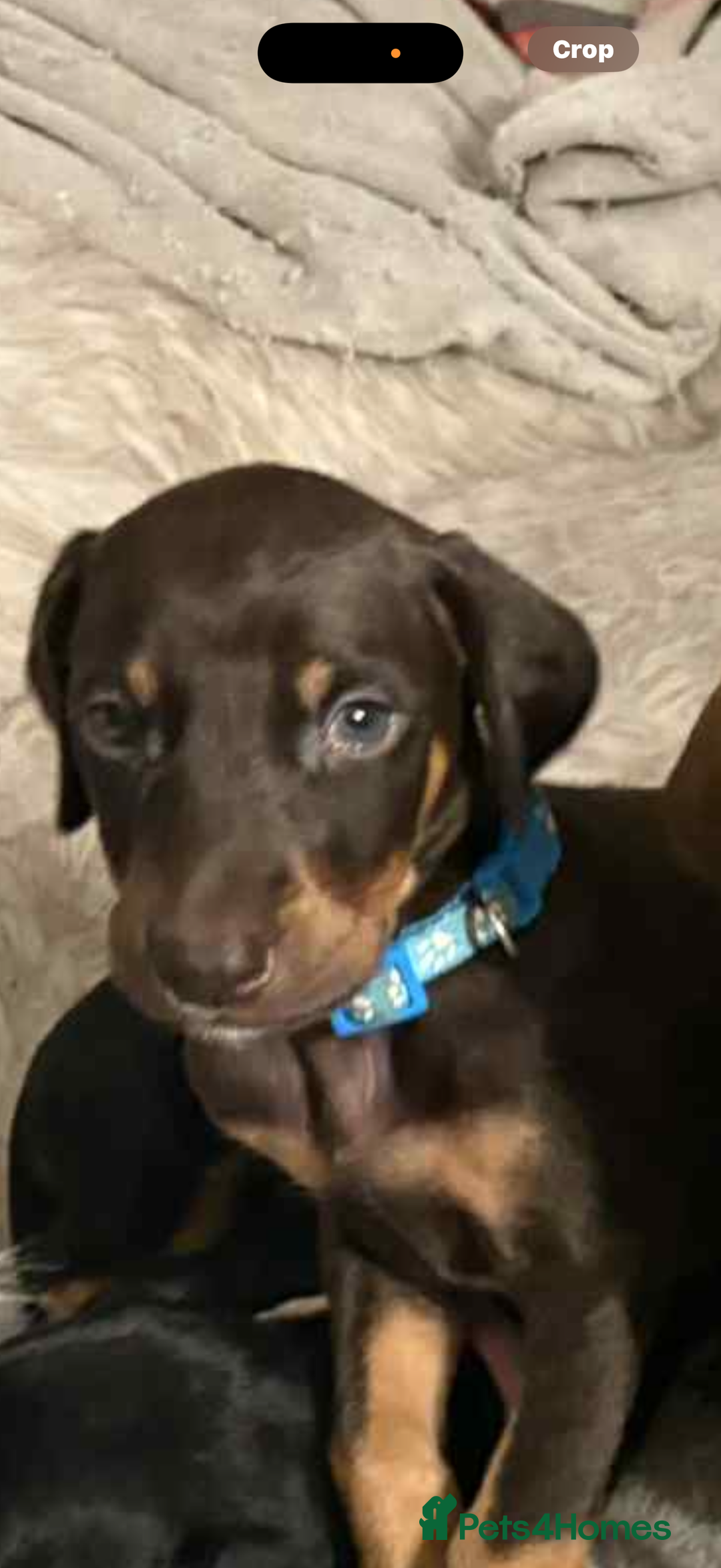 Mixed Breed dogs for sale: Lurcher Saluki x Doberman - Image 3