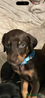 Mixed Breed dogs Lurcher Saluki x Doberman - Advert 6