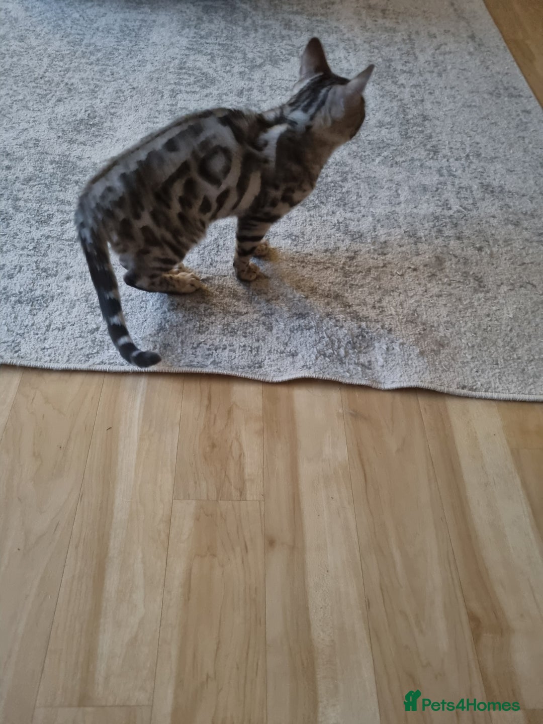 Bengal cats for sale: Bengal kitten ( 5 months)  - Image 2
