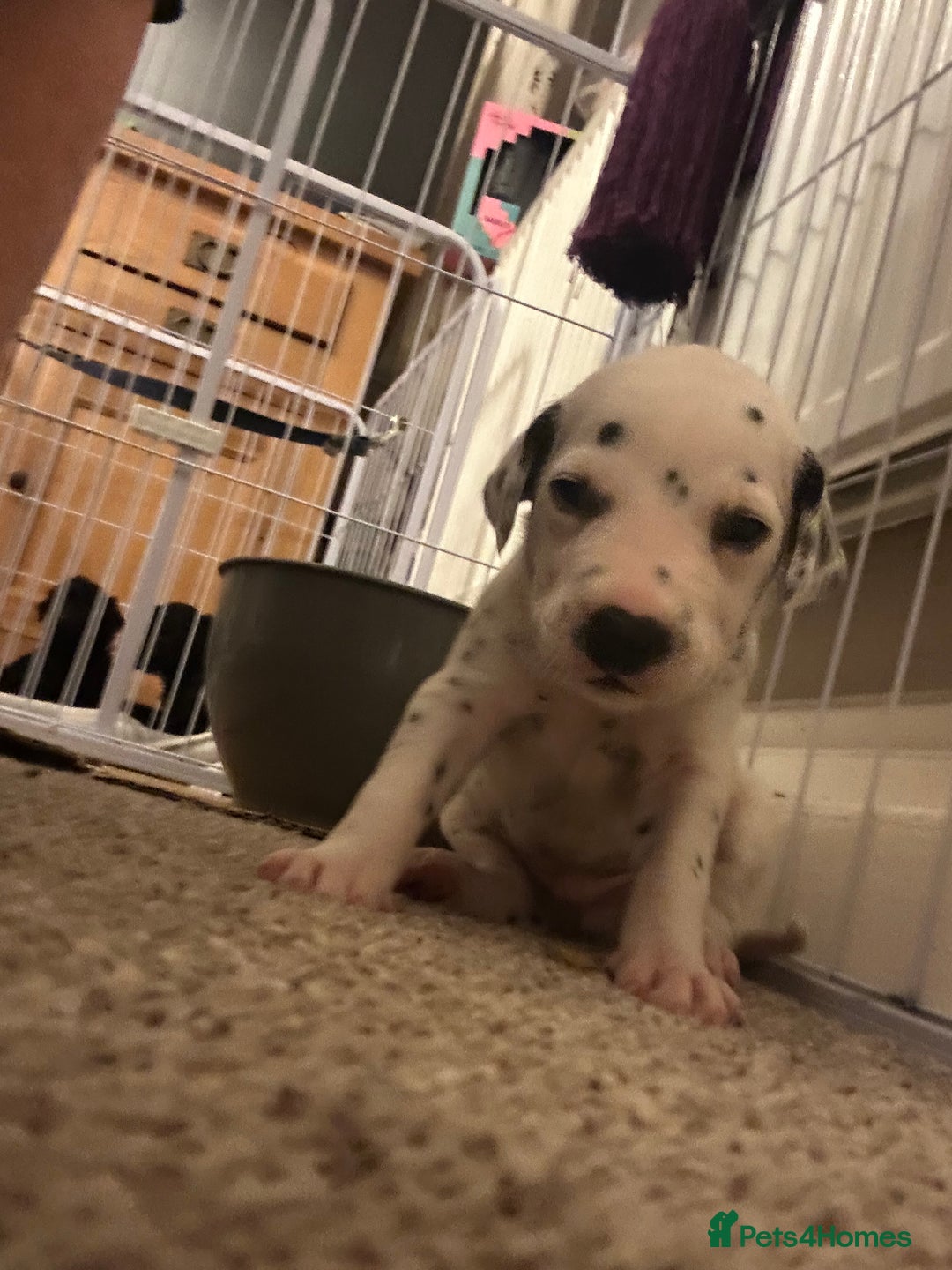 Dalmatian dogs for sale: Beautiful boys, BAER tested full hearing  - Advert 3