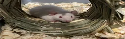 Rat rodents for sale: Pure Siamese and mixed Siamese babies  - Advert 2