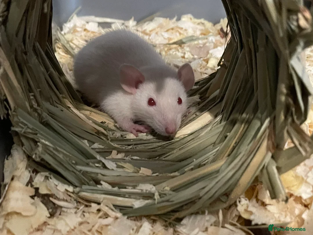 Rat rodents for sale: Pure Siamese and mixed Siamese babies  - Advert 2