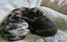 Cocker Spaniel dogs for sale: Cocker spaniels for sale  - Image 12