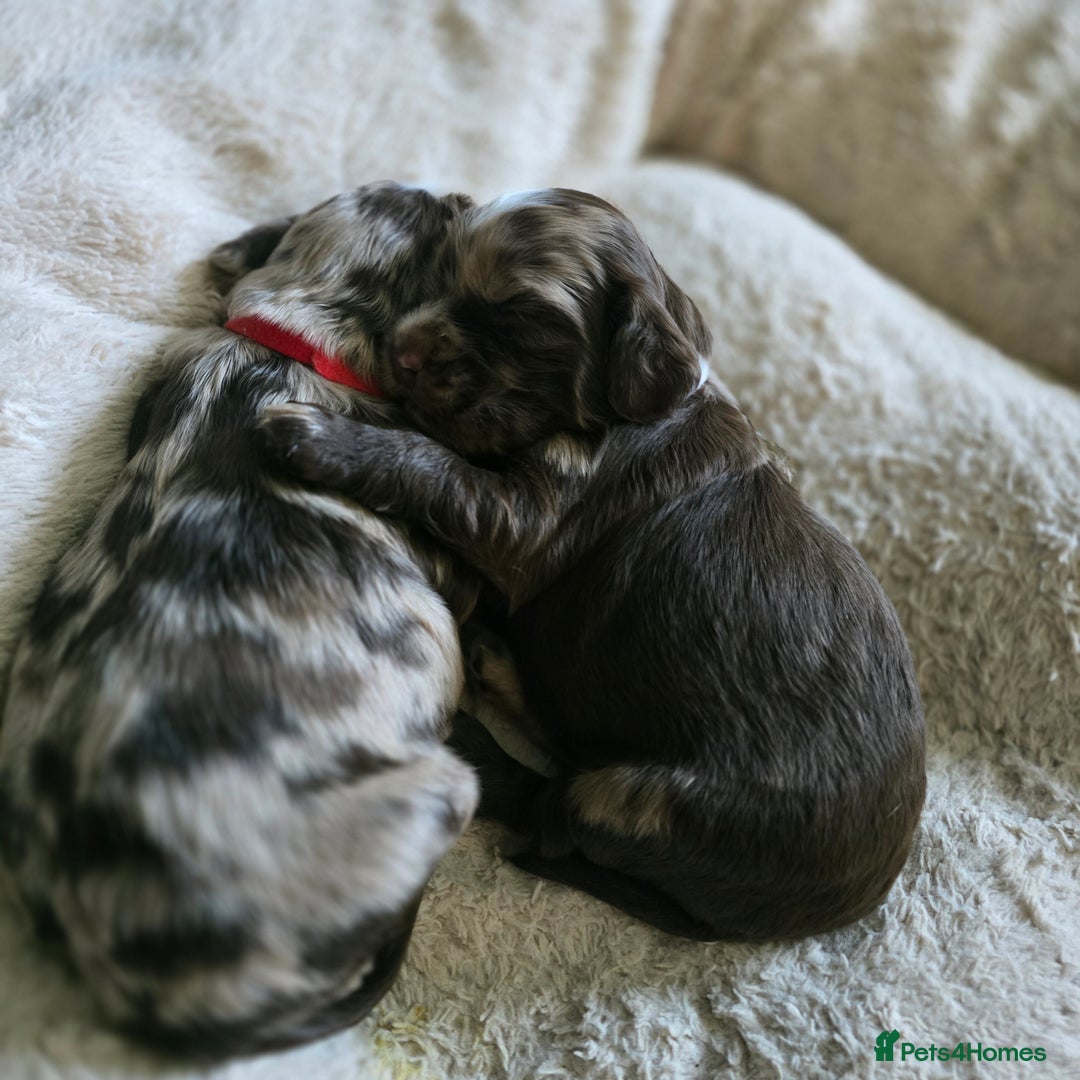 Cocker Spaniel dogs for sale: Cocker spaniels for sale  - Image 12