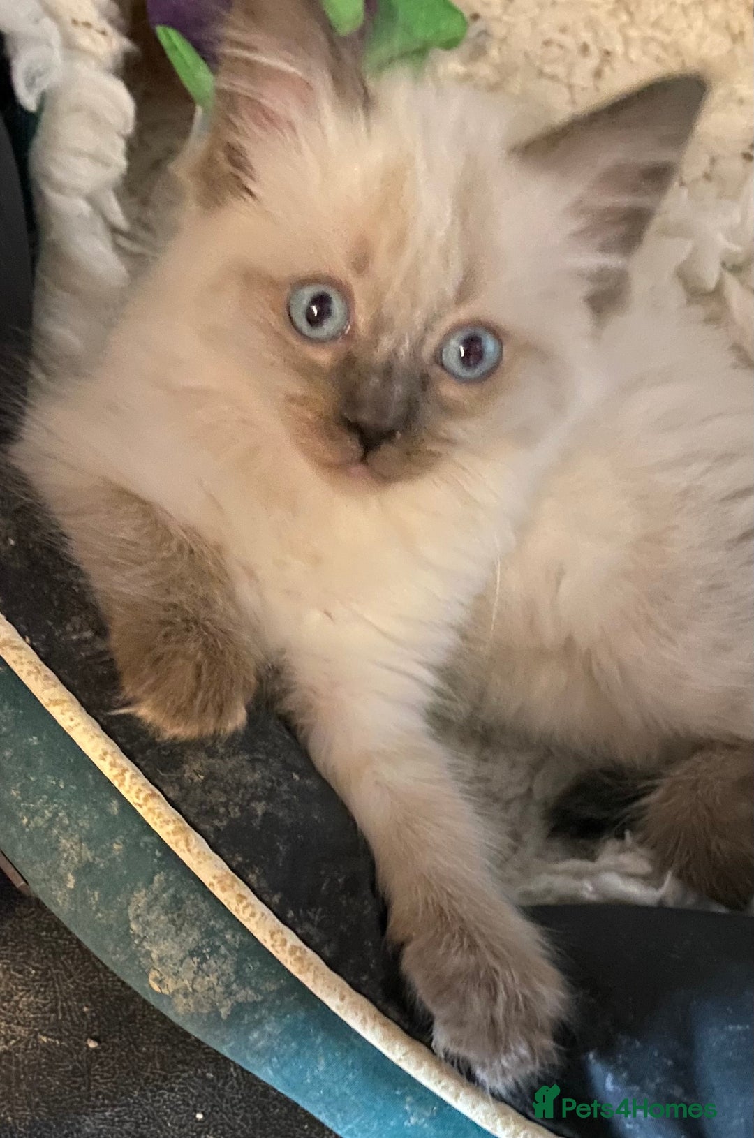 Ragdoll cats for sale: Ragdoll Kittens - Image 10
