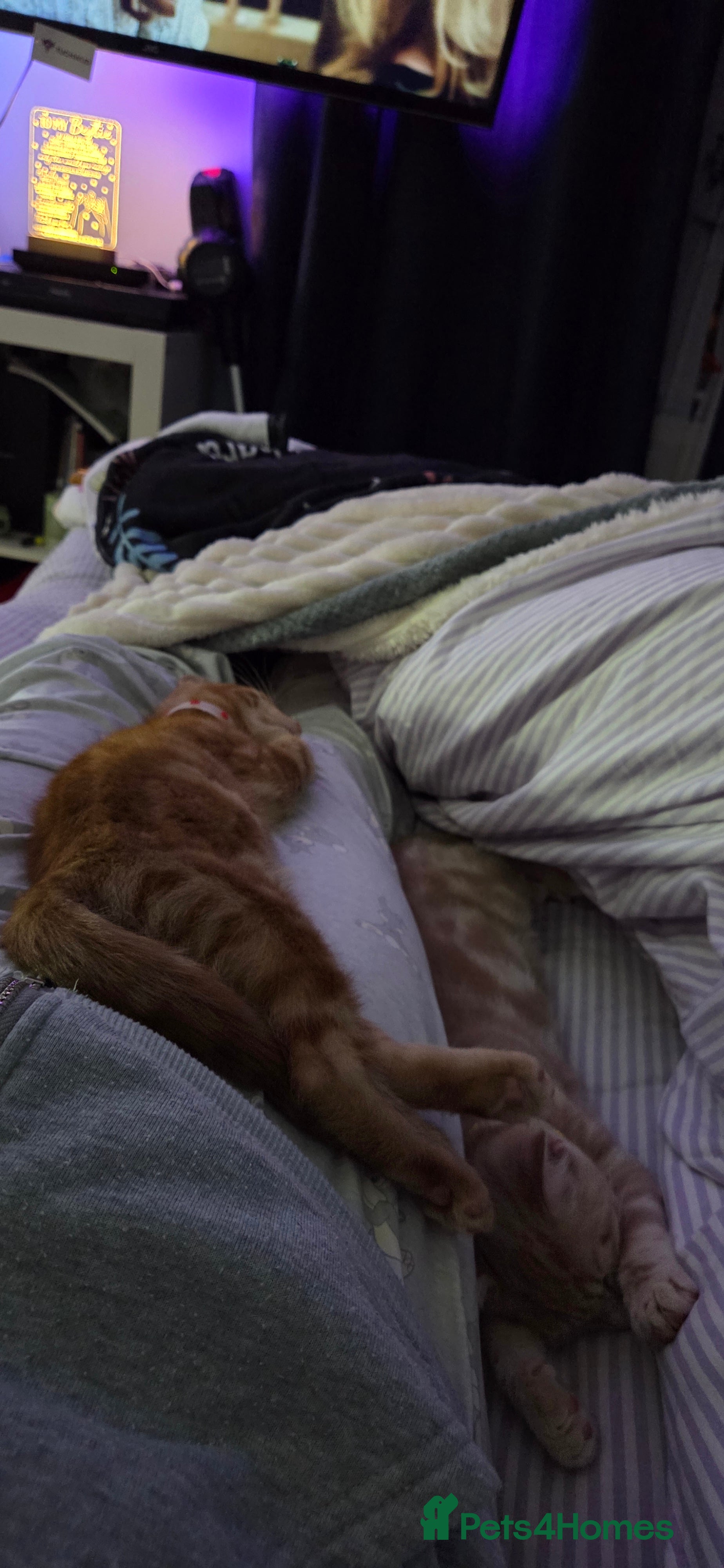 Mixed Breed cats Loving new home wanted  - Advert 1