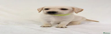 Yellow collar 