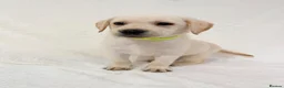 Labrador Retriever dogs for sale: 6 adorable Labrador retriever puppies  in Maldon - Advert 7