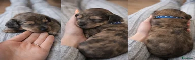 Miniature Dachshund Puppy 1
