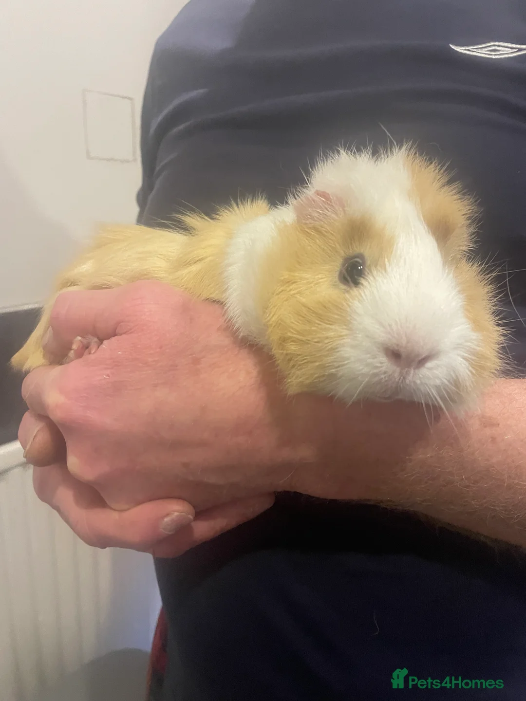 Guinea Pig rodents for sale: 3 Male Guinea pigs 15 months old - Advert 8