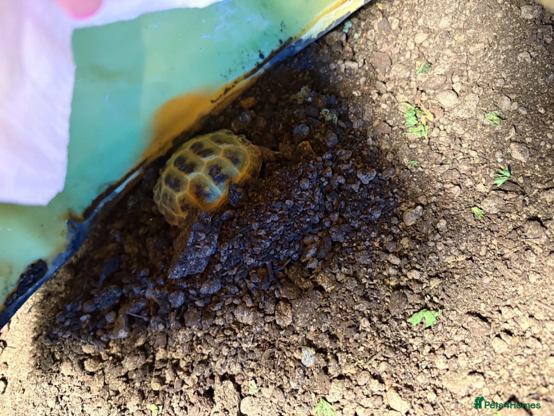 Tortoise reptiles Tortoise for sale - Advert 1