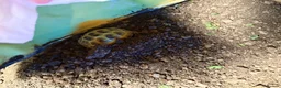 Tortoise reptiles for sale: Tortoise for sale - Advert 1
