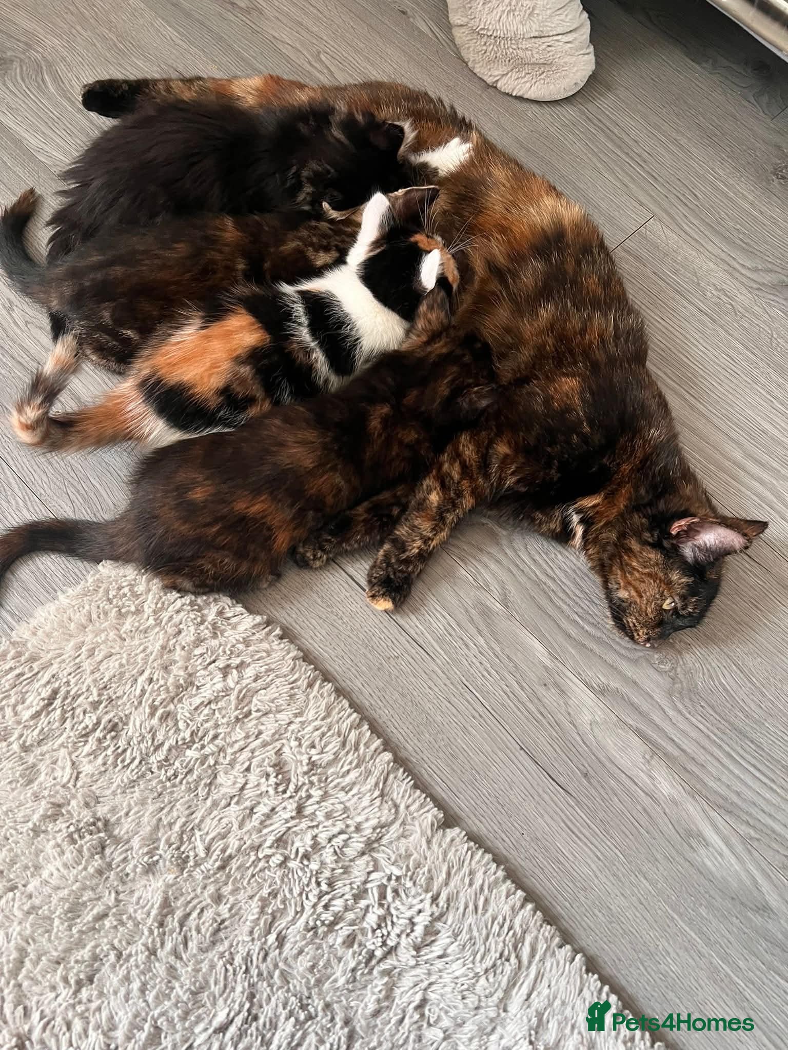 Mixed Breed cats 5 x female kittens available  - Advert 11