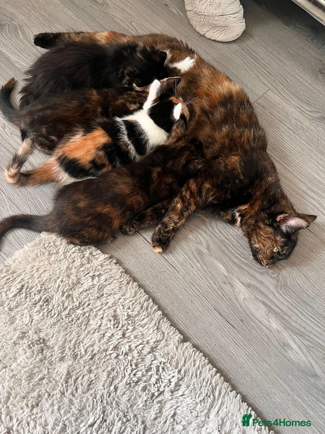 Mixed Breed cats for sale: 5 x female kittens available  - Advert 1