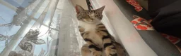 American Shorthair cats for sale: Coco  - Advert 3
