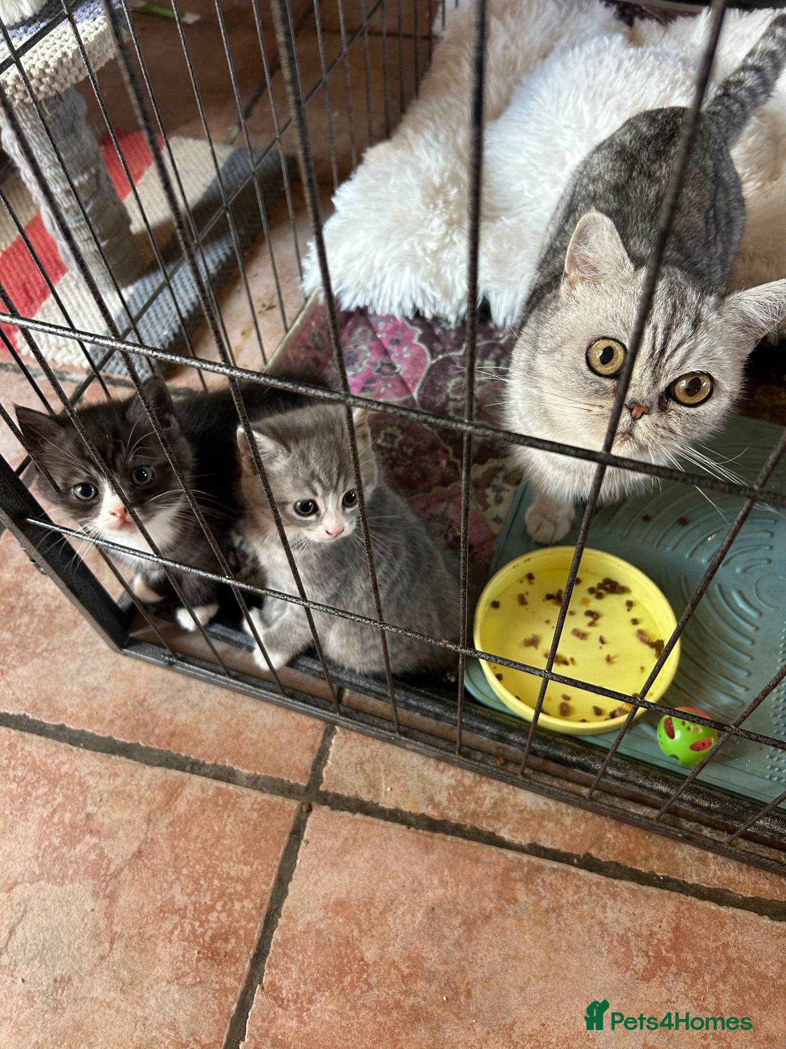 Mixed Breed cats Exotic cross  - Advert 1
