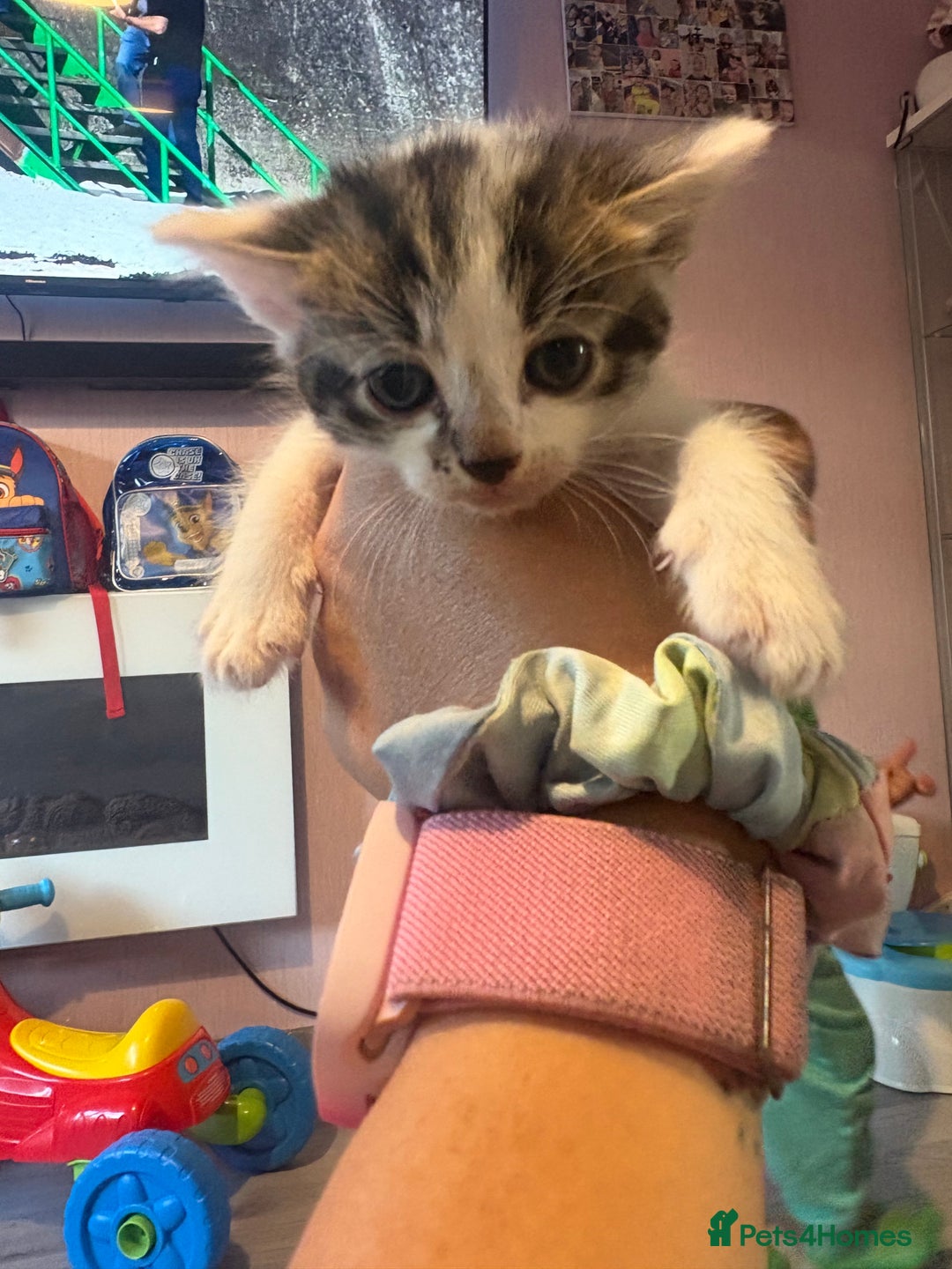 Mixed Breed cats for sale: 5 gorgeous kittens for sale  - Image 4