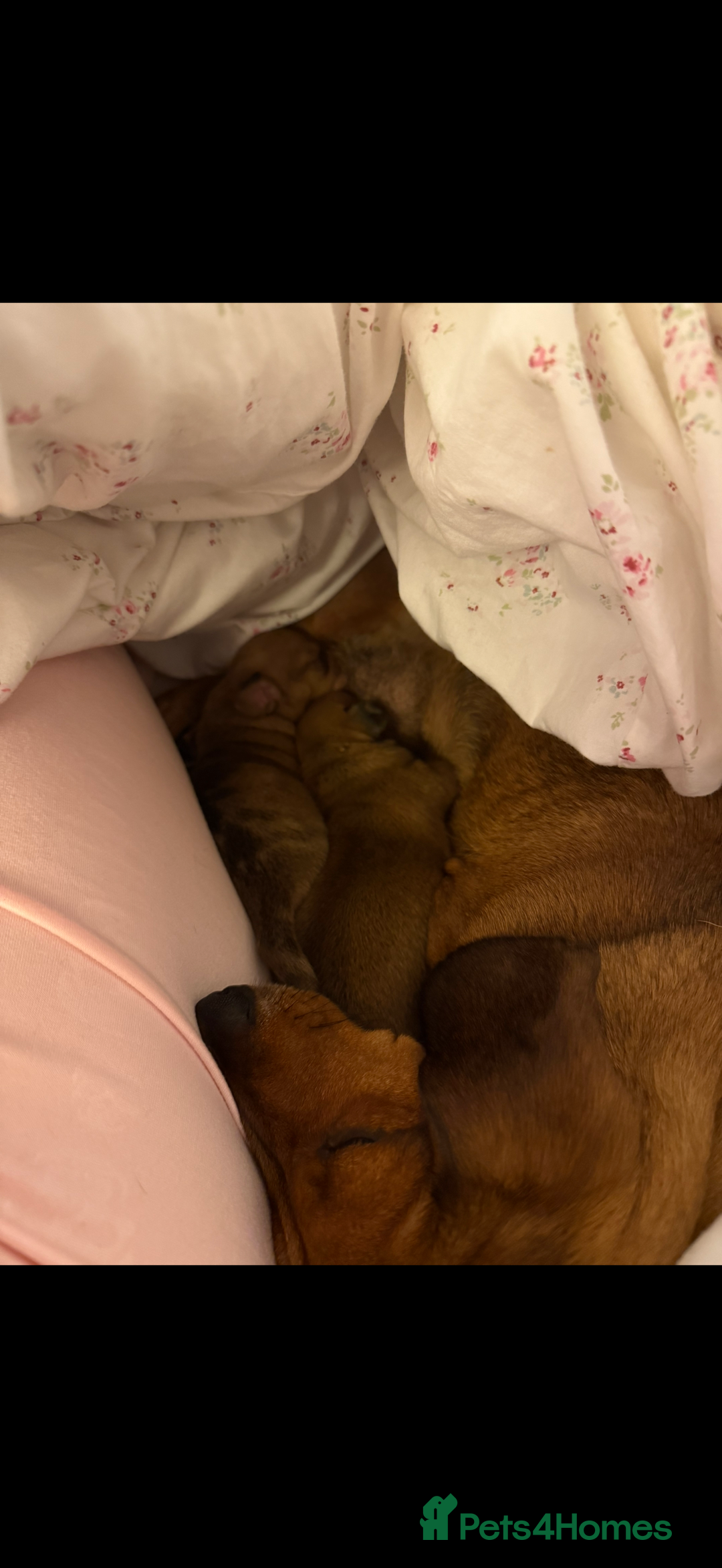 Miniature Dachshund dogs for sale: two gorgeous miniature dachshund puppies - Image 14