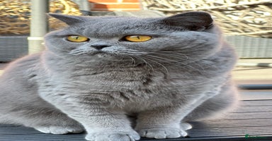 British Shorthair cats - Advert 3