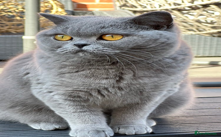 British Shorthair cats - Advert 4