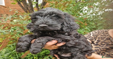Cockapoo dogs - Advert 4