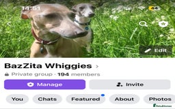 Italian Greyhound dogs for sale: 7/8 Italian Greyhound, 1/8 Whippet Puppies Due - Image 8