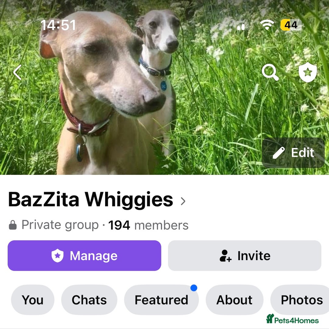Italian Greyhound dogs for sale: 7/8 Italian Greyhound, 1/8 Whippet Puppies Due - Image 8